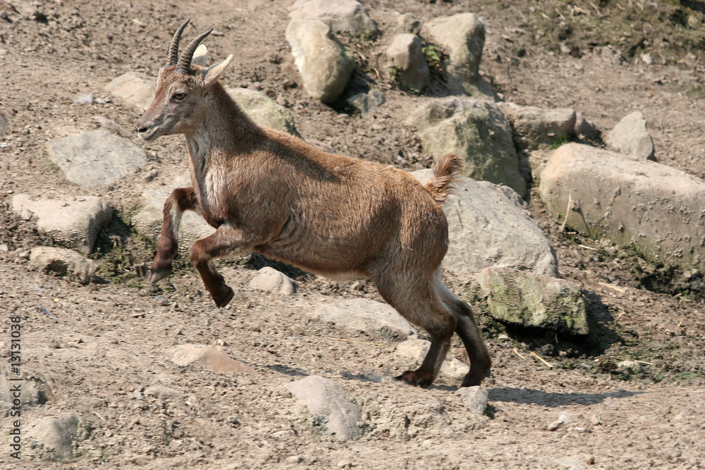 Fototapeta premium young capricorn enjoying the first sun in spring