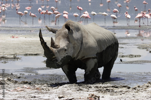 Rhinocéros - lac Nakuru - Kenya