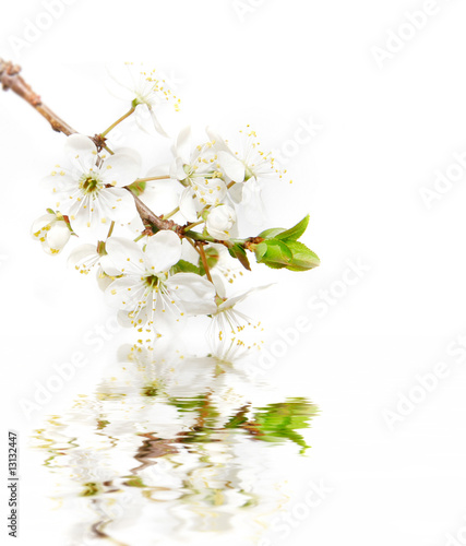 spring flowers over white