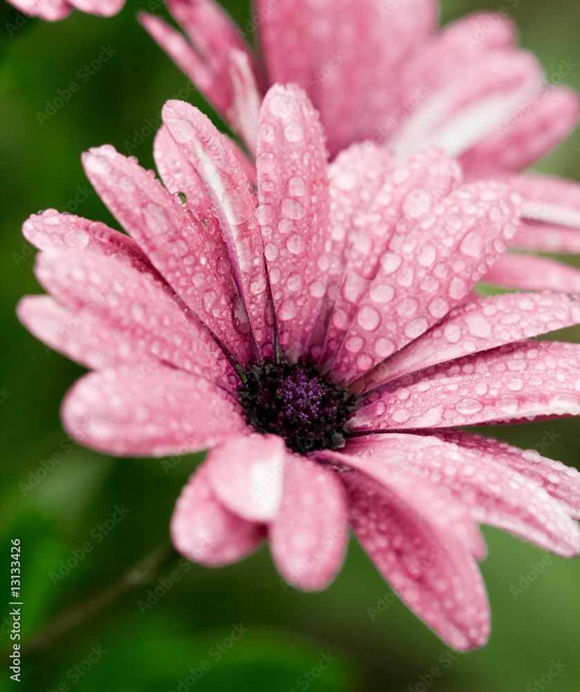pink flower with water drops pink flower with water drops