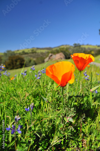 poppy field