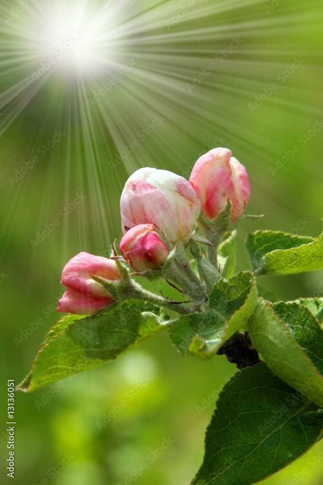 Blossoming flowers Blossoming flowers