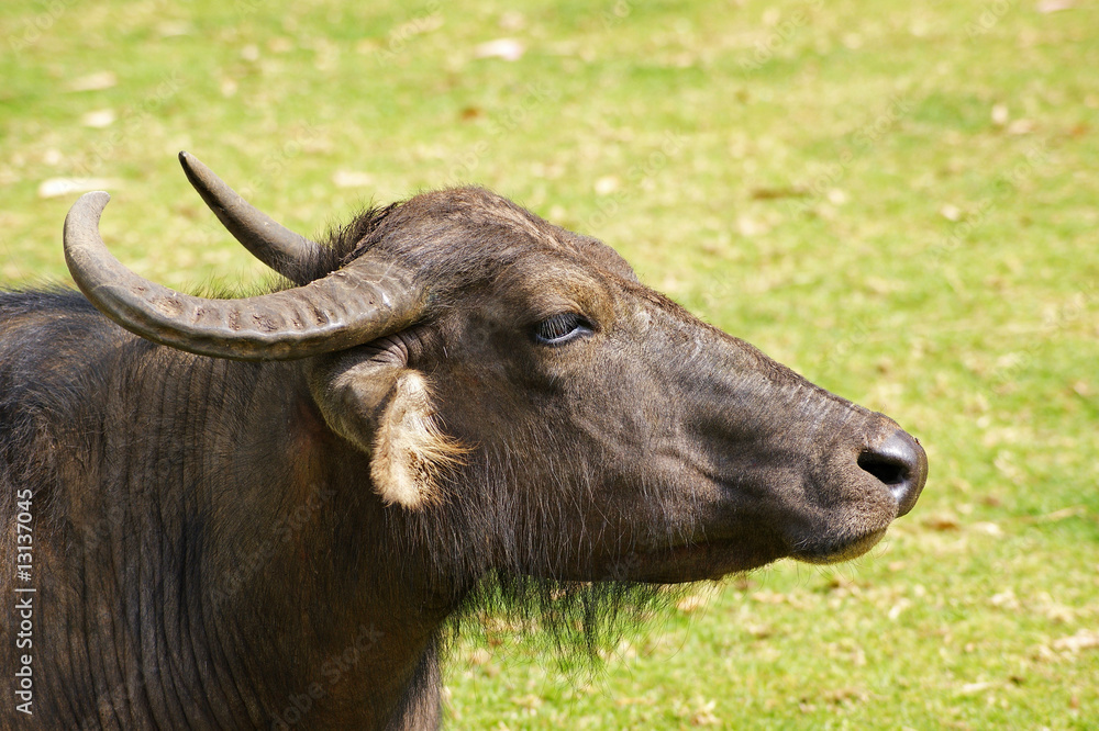 Naklejka premium tête de buffle