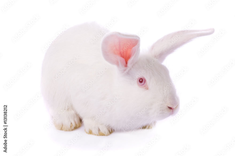 Timid young white rabbit isolated on white background Timid young white rabbit isolated on white background