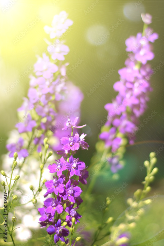 Summer pink flowers Summer pink flowers
