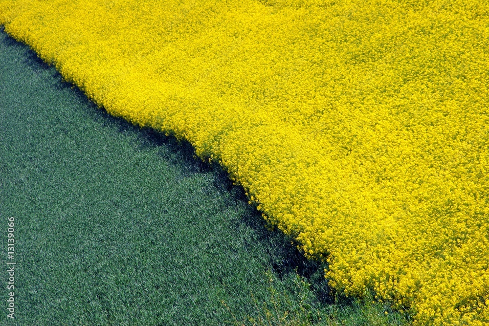 łąka