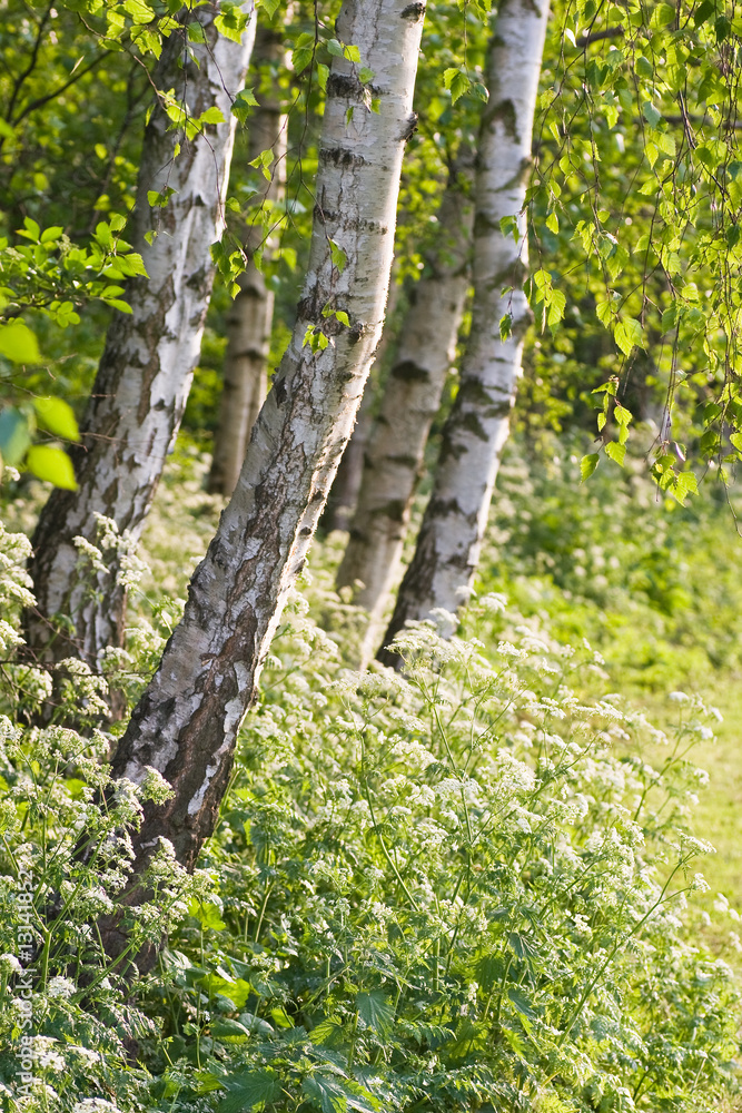 Birch trees and white Cow Parsley on evening in spring