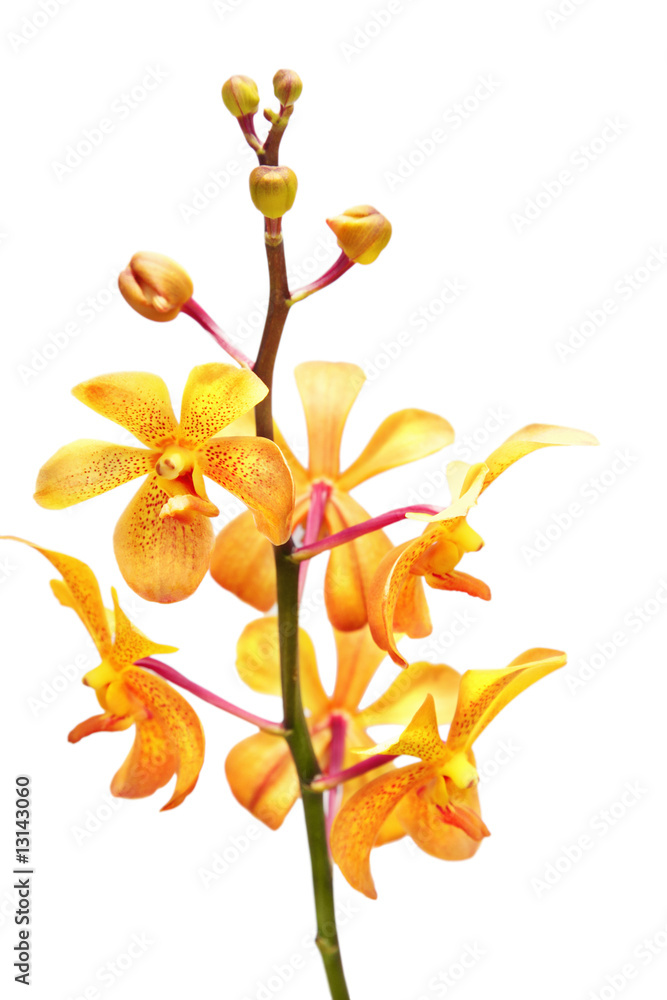 Fototapeta premium Yellow orchid