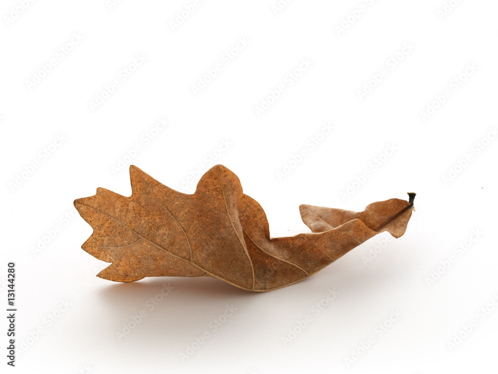 Leaf Leaf