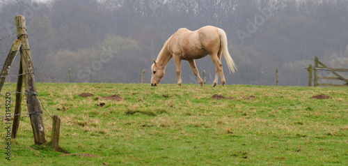 Horse in field photo