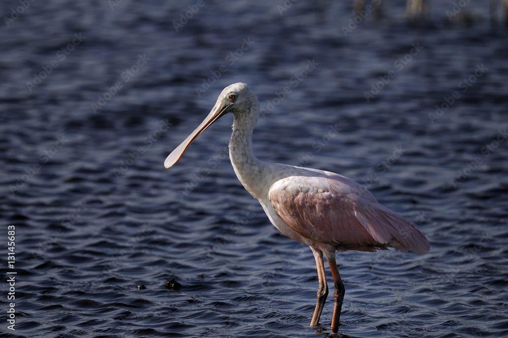 Naklejka premium roseate spoonbill portrait