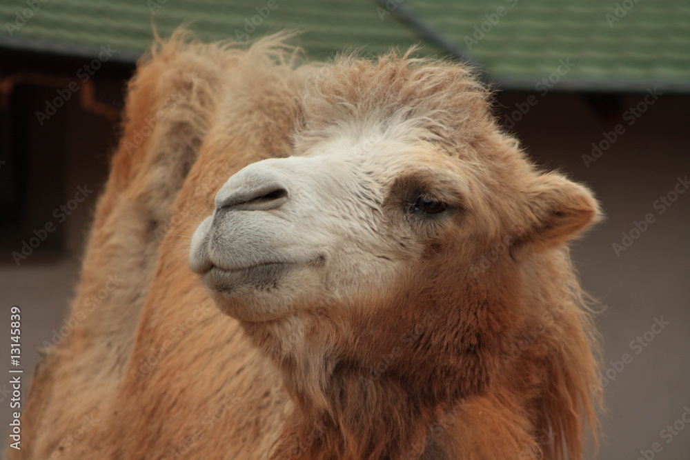 Fototapeta premium Camel in Moscow Zoo