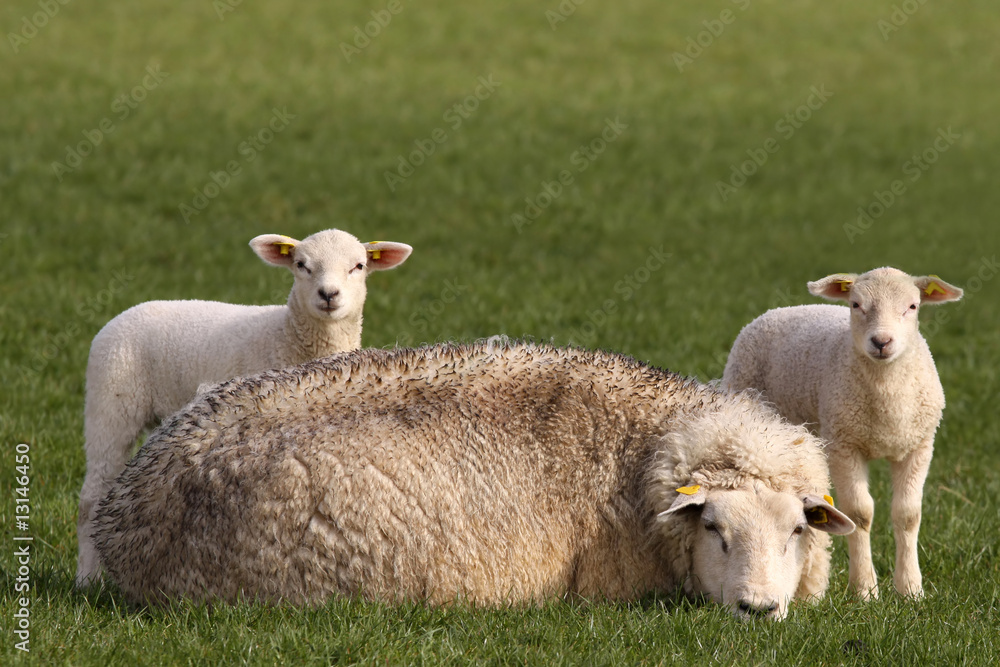 Fototapeta premium two little lambs and mother sheep looking at you