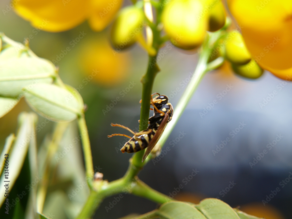 Fototapeta premium Biene