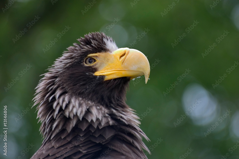 Obraz premium Riesenseeadler