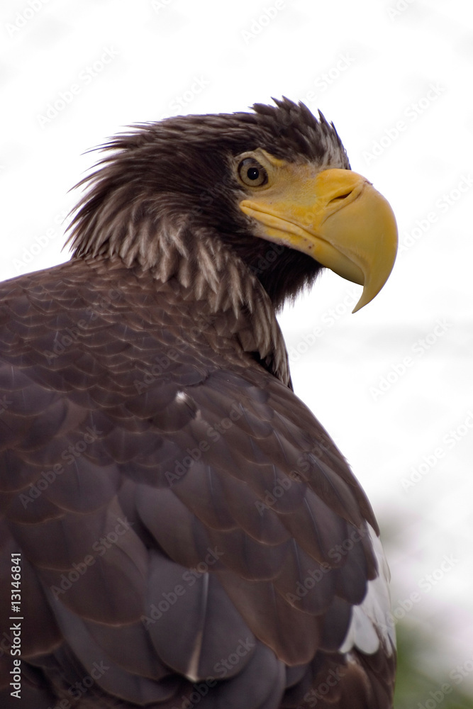 Obraz premium Riesenseeadler