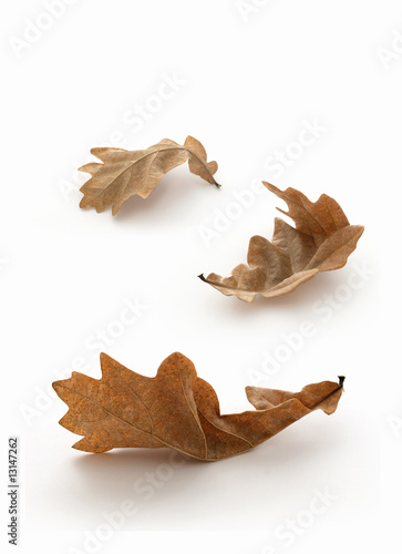 Oak Leaves