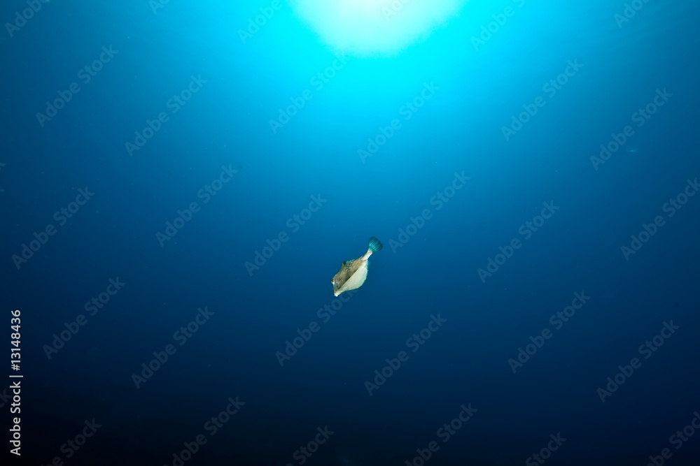 boxfish, sun and ocean