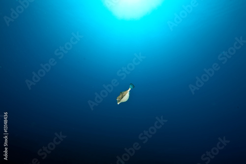 boxfish, sun and ocean