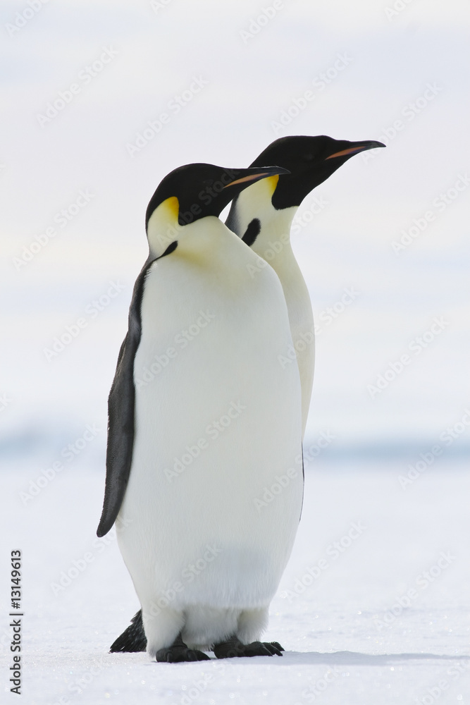 Obraz premium Emperor penguins