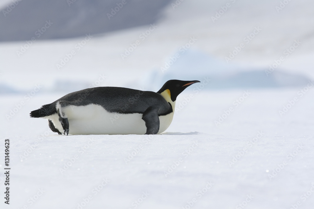 Emperor Penguin Sliding