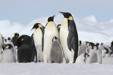 Fototapete Pinguin Kaiserpinguine in eisiger Wildnis  © Gentoo Multimedia