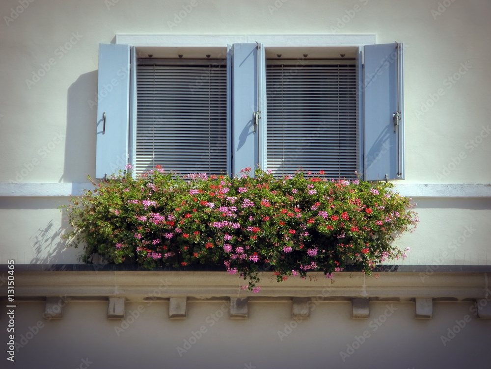 Window and geranium flowers