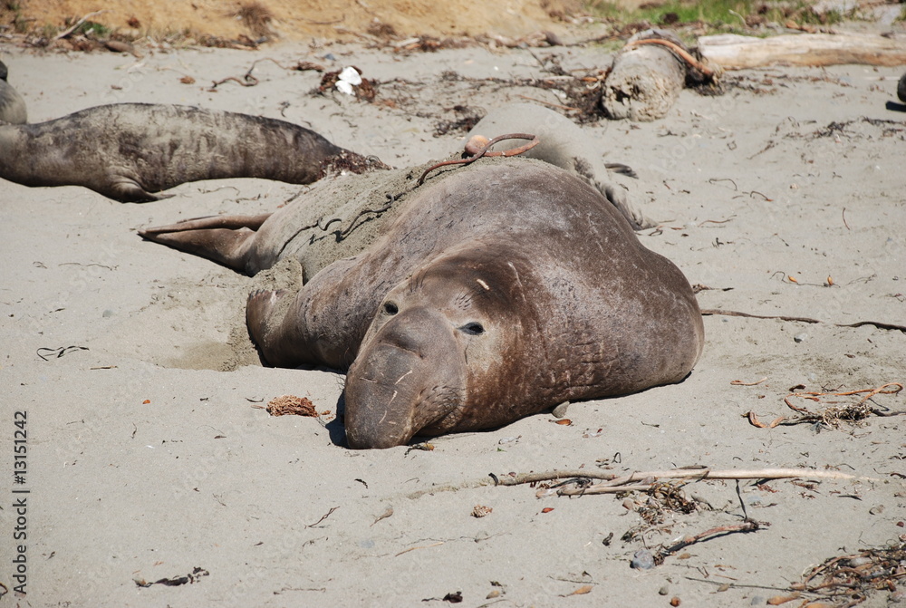 Fototapeta premium seeelefant
