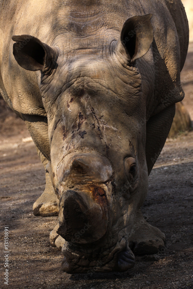 Naklejka premium Breitmaulnashorn