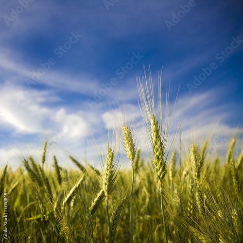 Ripened spikes of wheat field against a clear blue sky