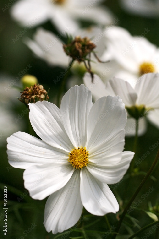 Obraz premium Gartenblumen