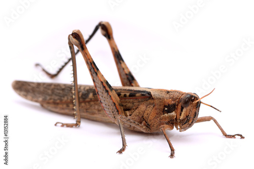 grasshopper