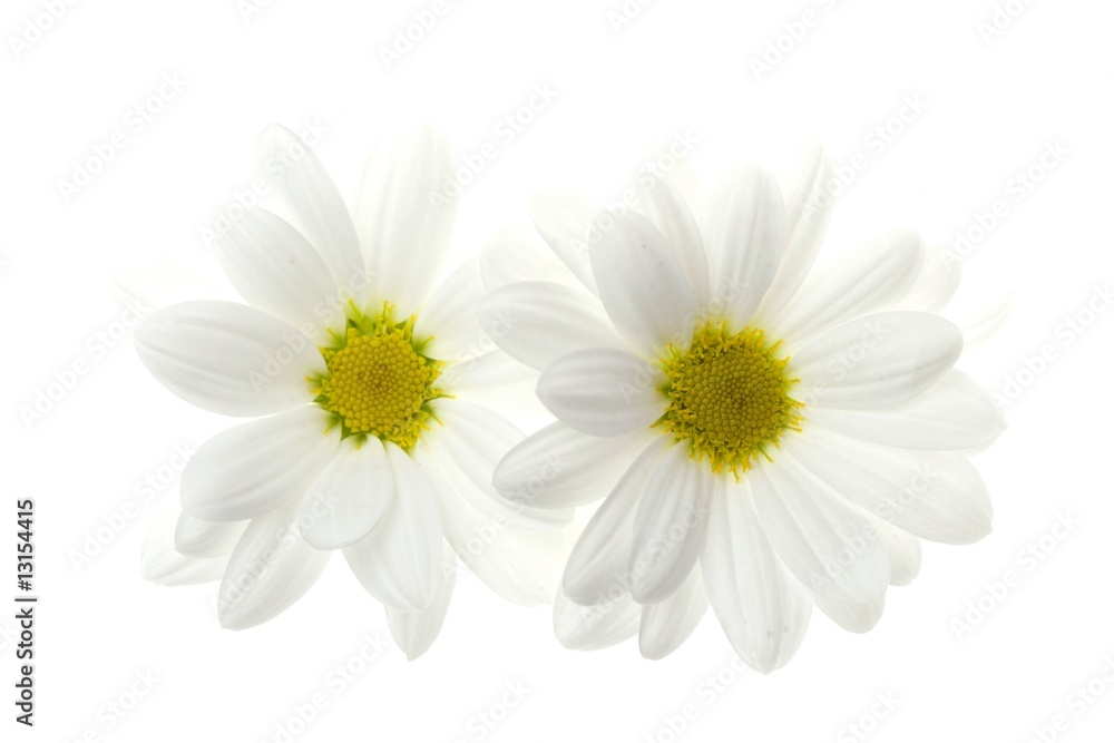 Fototapeta premium Two white daisy flower isolated on white