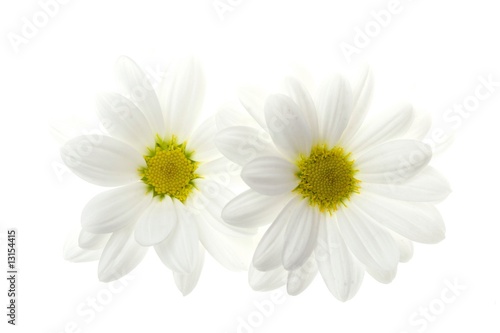Two white daisy flower isolated on white