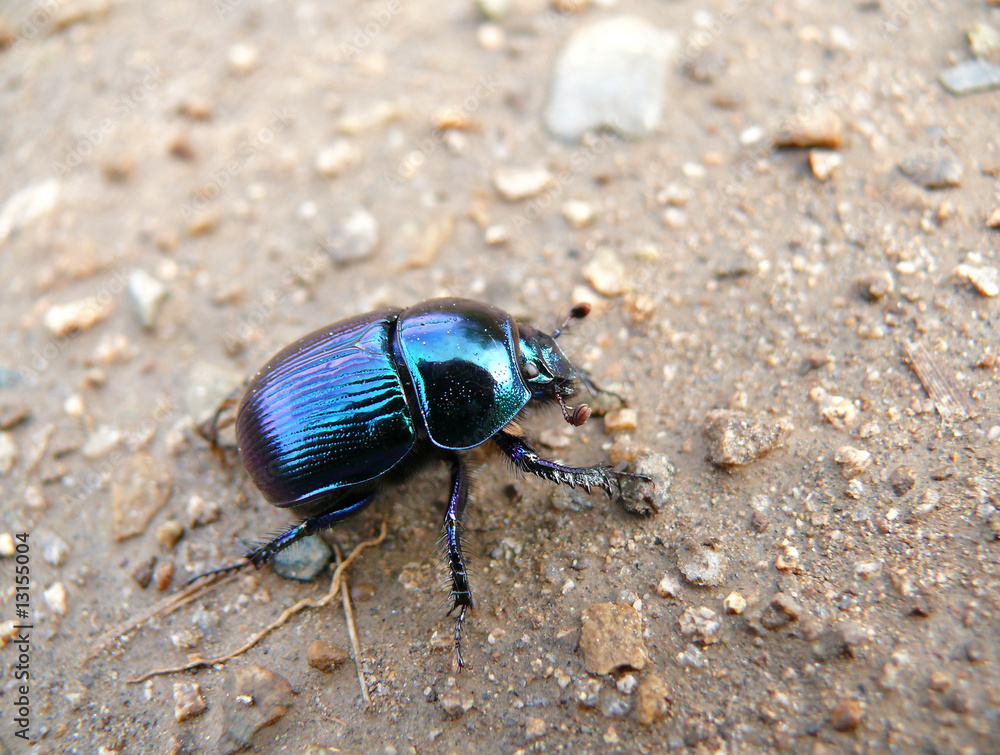 Naklejka premium Dor-beetle 3