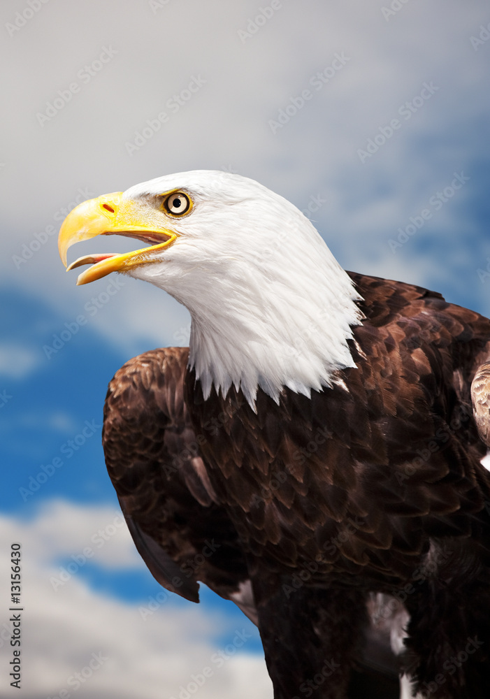 Bald Eagle Bald Eagle