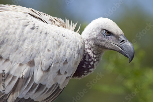 African Cape vulture