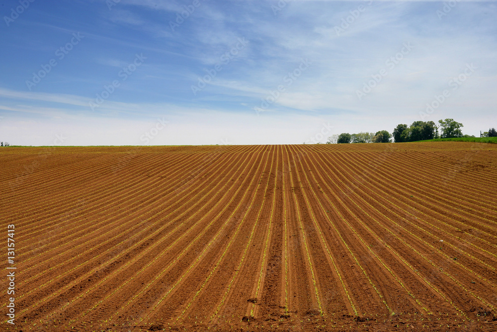 paysage agricole