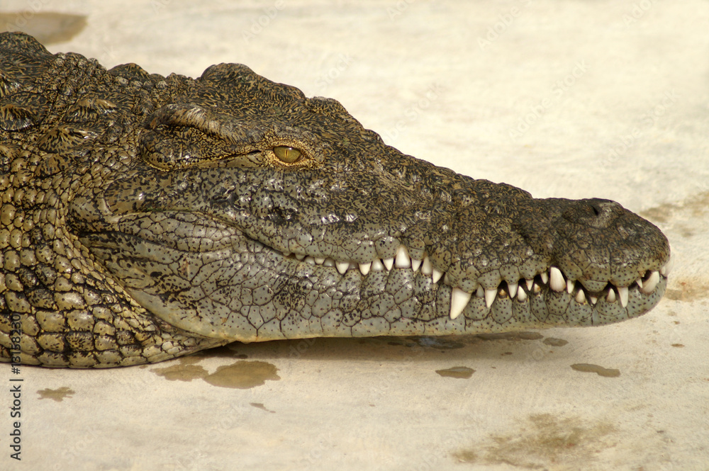 Naklejka premium Alligator auf Jagd in Afrika