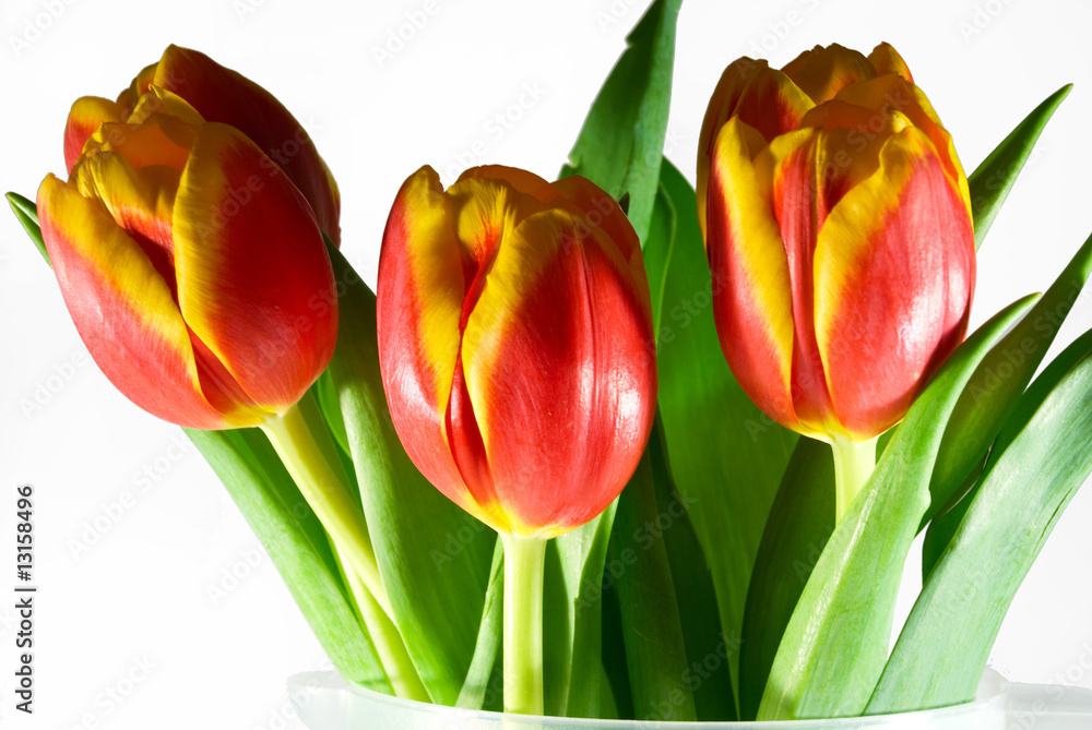 Fototapeta premium tulips on a white background