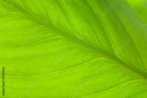 Green leaf