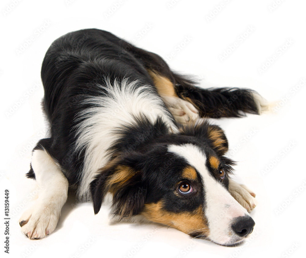 cute dog in a studio