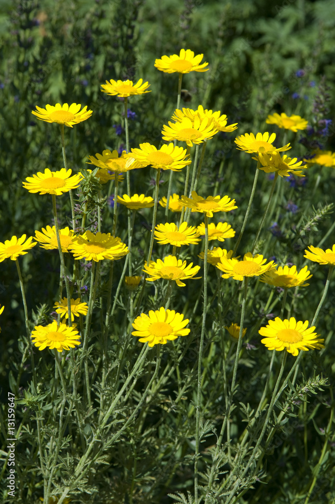 Fototapeta premium Faerberkamille, Anthemis, tinctoria