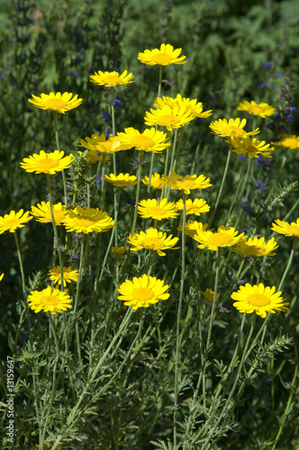 Faerberkamille, Anthemis, tinctoria