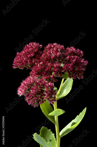 Fetthenne, Sedum, telephium photo