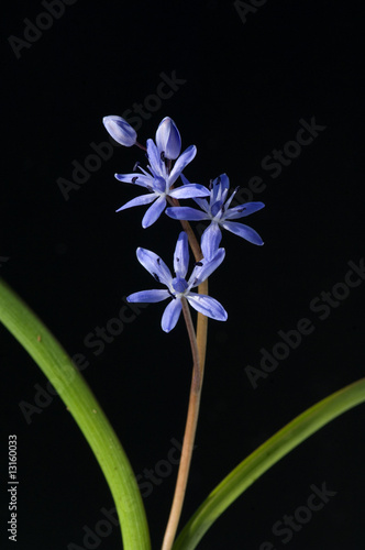 Zweiblaettrige Blaustern, Scilla bifolia photo