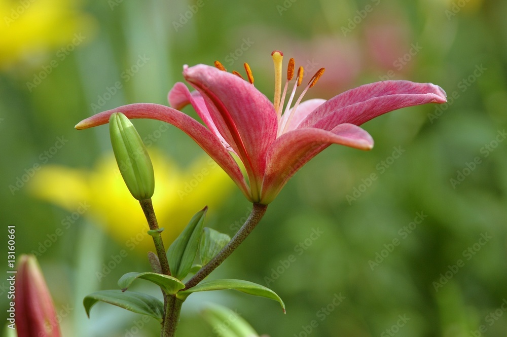 Fototapeta premium Lilienblüte