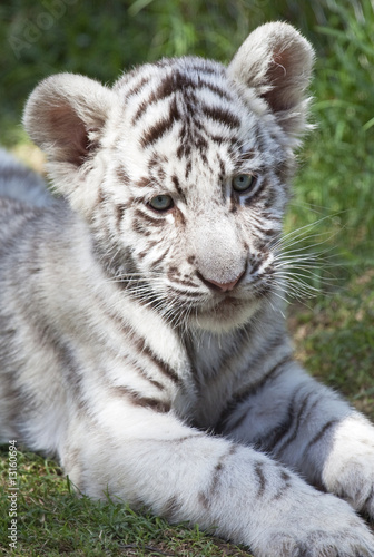 Fototapeta Naklejka Na Ścianę i Meble -  White tiger cub