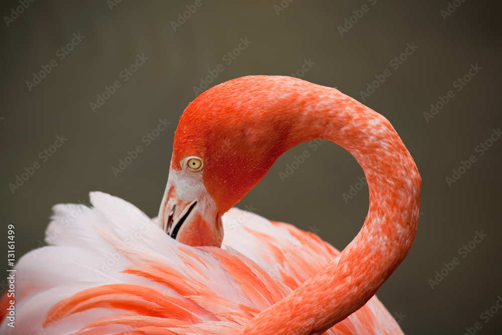 Obraz premium red flamingo in a park in Florida