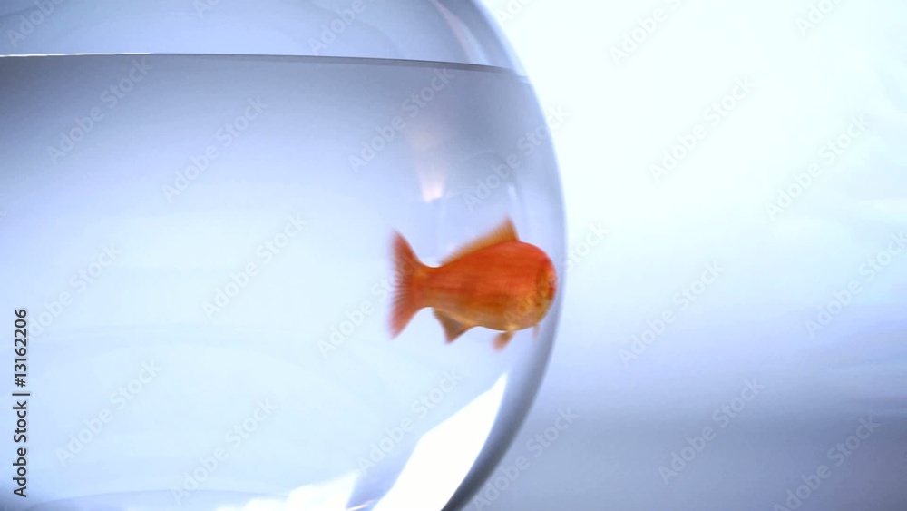 Poisson rouge rejoint le groupe